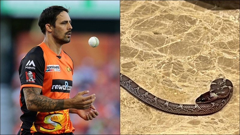 Mitchell Johnson finds snake in a hotel room, shares pic
